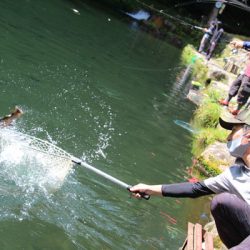 小菅トラウトガーデン 釣果