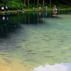 小菅トラウトガーデン 釣果