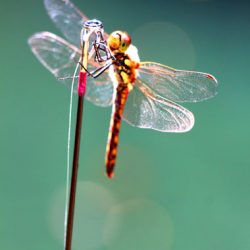 小菅トラウトガーデン 釣果