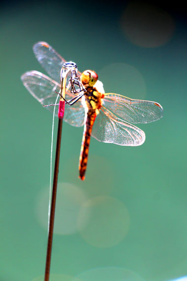 小菅トラウトガーデン 釣果