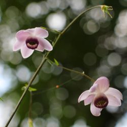 小菅トラウトガーデン 釣果