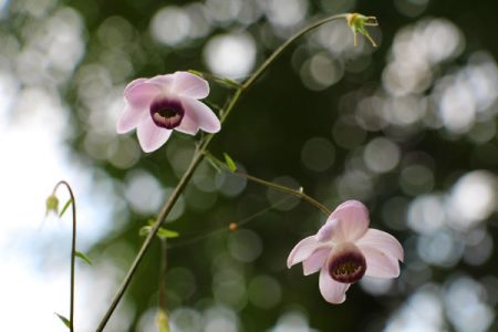 小菅トラウトガーデン 釣果