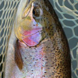 小菅トラウトガーデン 釣果