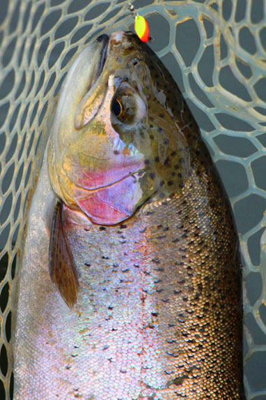 小菅トラウトガーデン 釣果