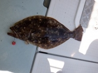 遊漁船 幸友丸 釣果