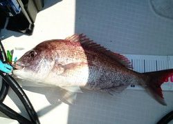 愛裕南丸 釣果