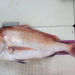 遊漁船　ニライカナイ 釣果