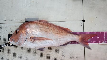 遊漁船　ニライカナイ 釣果