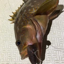 Magic(マジック) 釣果