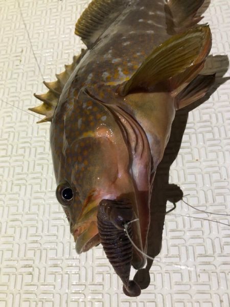 Magic(マジック) 釣果