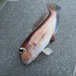 まるいち丸 ZERO-1 釣果