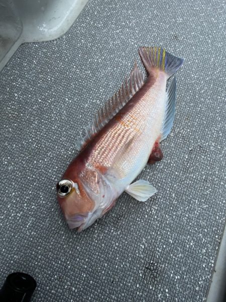 まるいち丸 ZERO-1 釣果