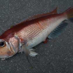 まるいち丸 ZERO-1 釣果