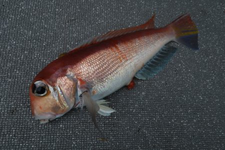 まるいち丸 ZERO-1 釣果