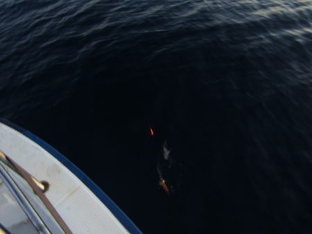 ジギング船 BLUEWATER 釣果