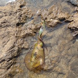 ニューロッドに墨付け完了!