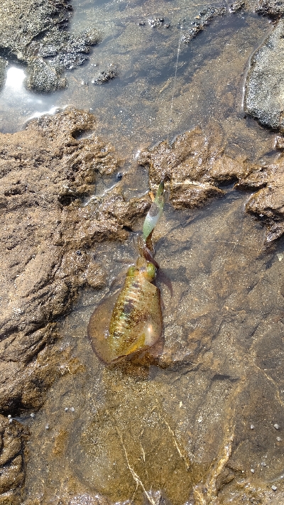 ニューロッドに墨付け完了！