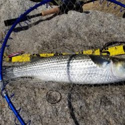 ボラリストになった。 狙えばビッグファイトです。