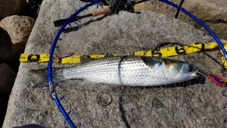 ボラリストになった。 狙えばビッグファイトです。