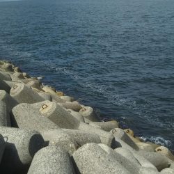 ちびイカの奥にはトンカツサイズ