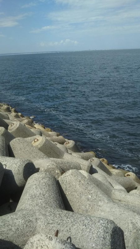 ちびイカの奥にはトンカツサイズ