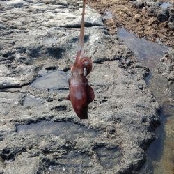 ニューロッドに墨付け完了!