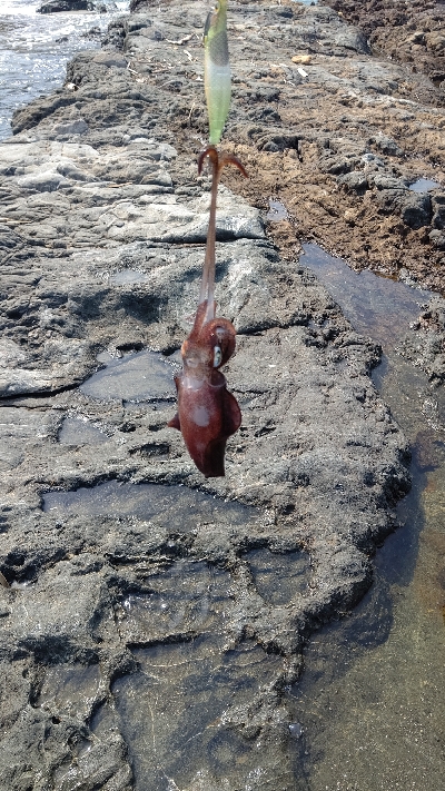 ニューロッドに墨付け完了！