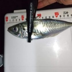 自作フロートでアジング