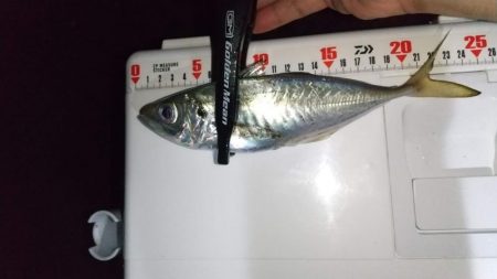 自作フロートでアジング