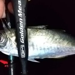 ルアー、エサで5目達成！