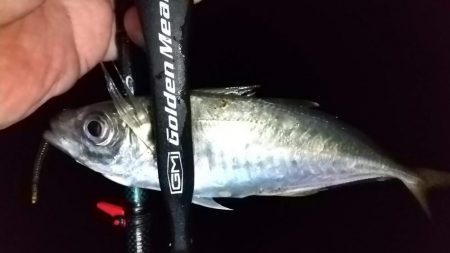 ルアー、エサで5目達成！