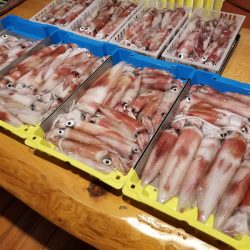 ＢｌｕｅＮｏｔｅ　Ｆｉｓｈｉｎｇ　Ｔａｘｉ 釣果