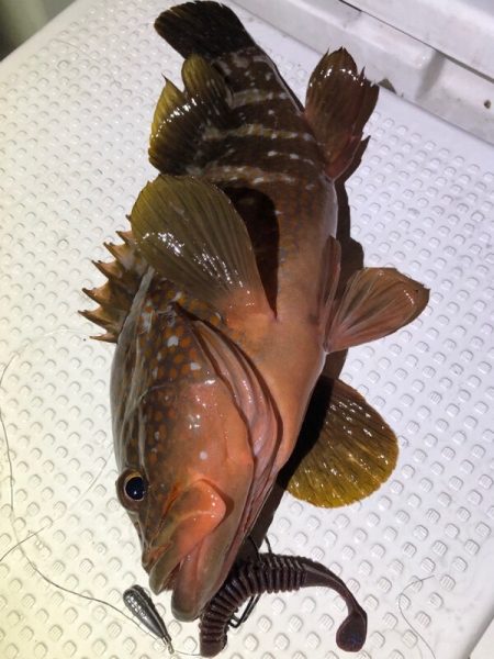 Magic（マジック） 釣果