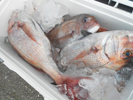 こうゆう丸 釣果