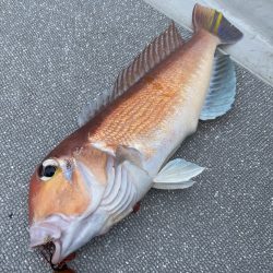 まるいち丸 ZERO-1 釣果