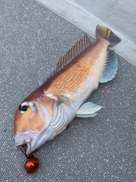 まるいち丸 ZERO-1 釣果