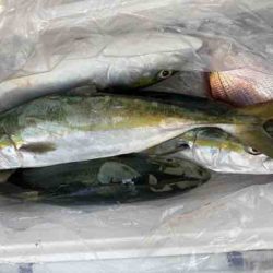 遊漁船 セトマリン 釣果