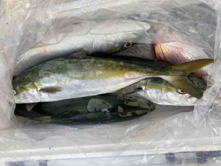 遊漁船 セトマリン 釣果