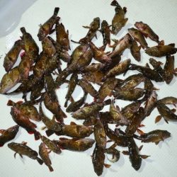 TOPGUN名古屋 釣果