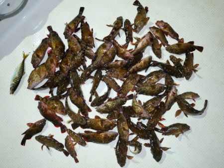 TOPGUN名古屋 釣果