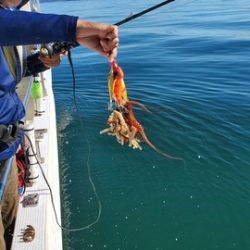 遊漁船　ニライカナイ 釣果