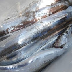 こうゆう丸 釣果