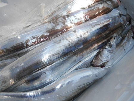 こうゆう丸 釣果