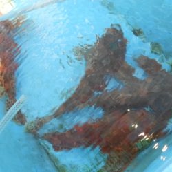 こうゆう丸 釣果