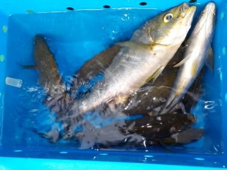 第二むつ漁丸 釣果