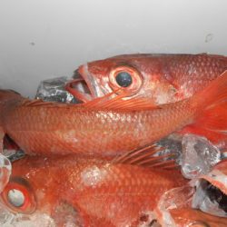 こうゆう丸 釣果