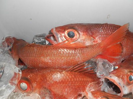 こうゆう丸 釣果