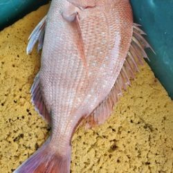 遊漁船 ニライカナイ 釣果