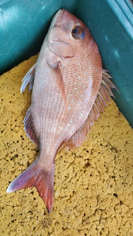 遊漁船 ニライカナイ 釣果