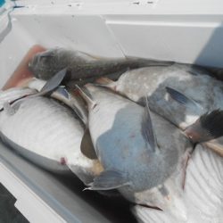 こうゆう丸 釣果